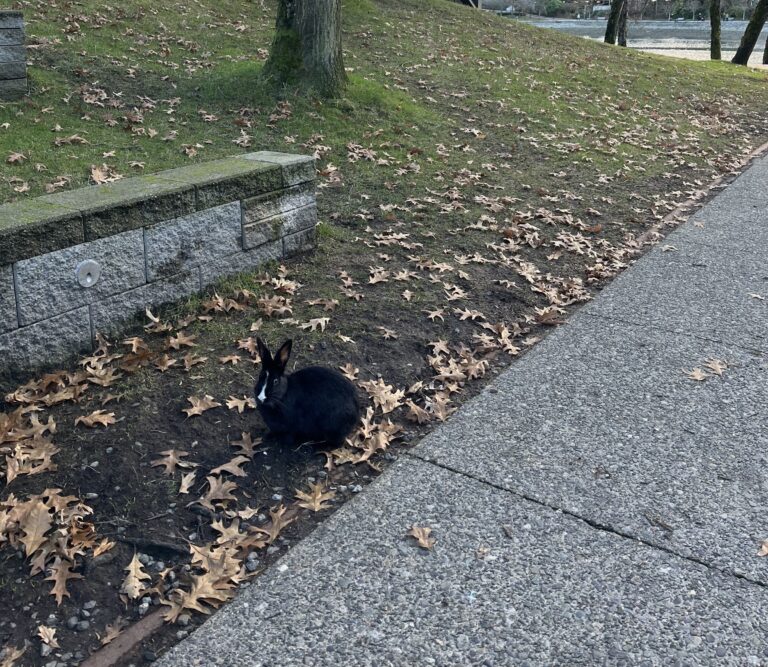 Granville Island partners with rabbit rescue to rehome domestic animals abandoned in local park. An agreement with Rabbitats, a registered rabbit rescue, control & management non-profit, reached. No rabbits euthanized.